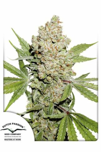 Auto Lemon Kix Feminizowane, Nasiona Marihuany, Konopi, Cannabis