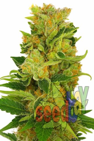 Auto Lowryder#2 Feminizowane, Nasiona Marihuany, Konopi, Cannabis