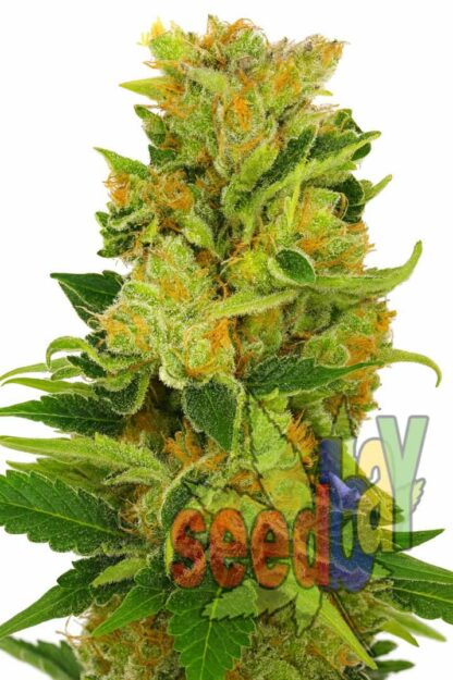 Auto Lowryder#2 Feminizowane, Nasiona Marihuany, Konopi, Cannabis