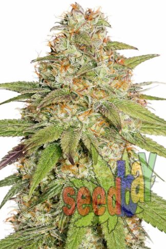 Auto Northern XL Feminizowane, Nasiona Marihuany, Konopi, Cannabis