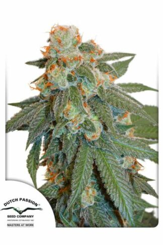 Auto Orange Bud Feminizowane, Nasiona Marihuany, Konopi, Cannabis