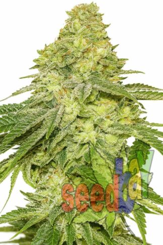 Auto Pilot XL Feminizowane, Nasiona Marihuany, Konopi, Cannabis