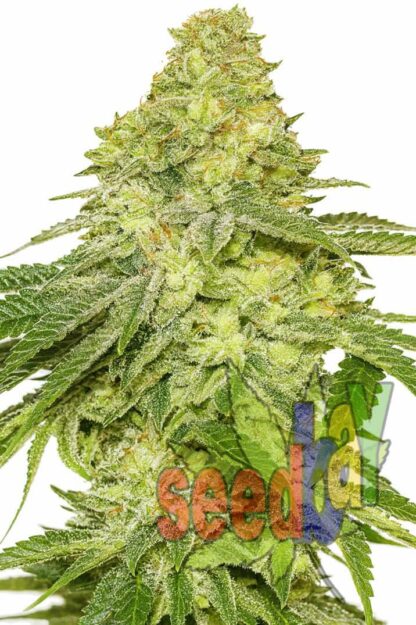 Auto Pilot XL Feminizowane, Nasiona Marihuany, Konopi, Cannabis
