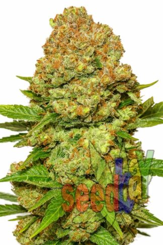 Auto Power LSD Feminizowane, Nasiona Marihuany, Konopi, Cannabis