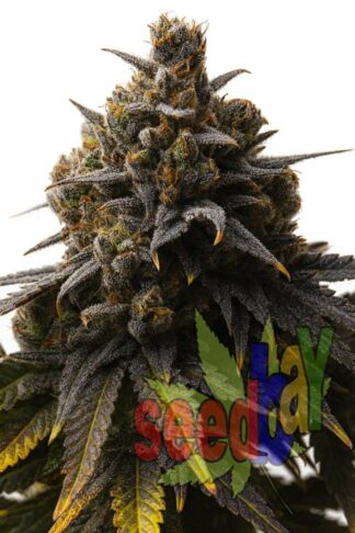 Auto Purple Haze Feminizowane, Nasiona Marihuany, Konopi, Cannabis