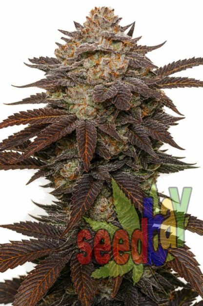 Auto Purple XXL Feminizowane, Nasiona Marihuany, Konopi, Cannabis