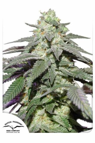 Auto Skywalker Haze Feminizowane, Nasiona Marihuany, Konopi, Cannabis