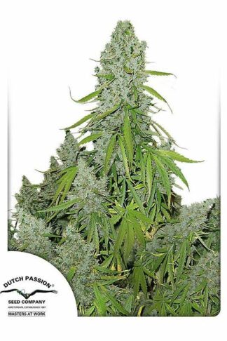 Auto Ultimate Feminizowane, Nasiona Marihuany, Konopi, Cannabis