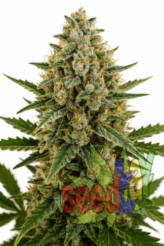 Auto White Russian Feminizowane, Nasiona Marihuany, Konopi, Cannabis
