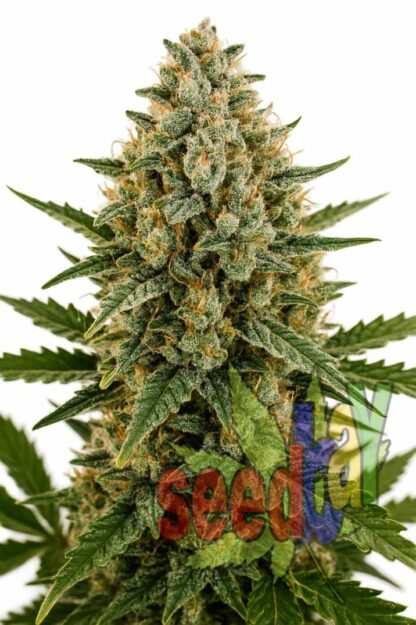 Auto White Russian Feminizowane, Nasiona Marihuany, Konopi, Cannabis