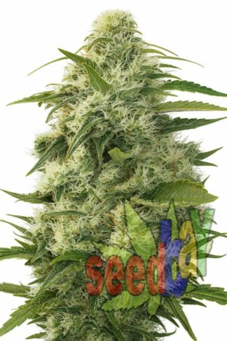 Auto White Widow Feminizowane, Nasiona Marihuany, Konopi, Cannabis