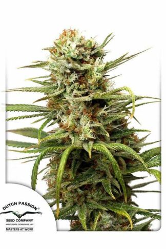 Auto White Widow Feminizowane, Nasiona Marihuany, Konopi, Cannabis