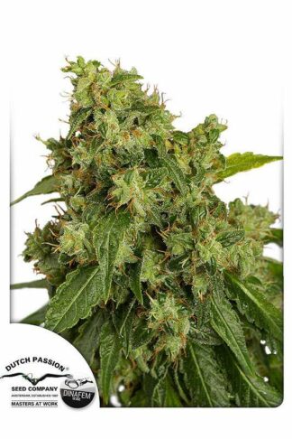Auto Xtreme Feminizowane, Nasiona Marihuany, Konopi, Cannabis