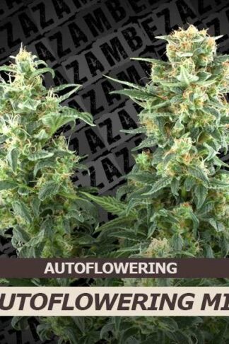 Autoflowering Mix Feminizowane 10szt - Zambeza Seeds, Nasiona Marihuany, Konopi, Cannabis