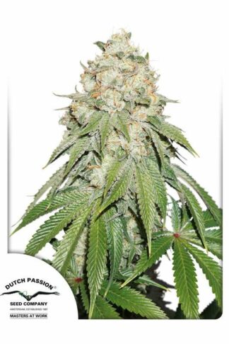 Banana Blaze Feminizowane, Nasiona Marihuany, Konopi, Cannabis