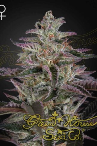 Banana Krumble Feminizowane, Nasiona Marihuany, Konopi, Cannabis