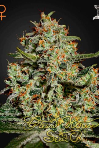 Big Bang Feminizowane, Nasiona Marihuany, Konopi, Cannabis