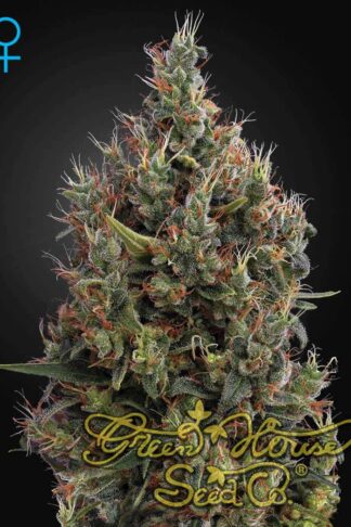 Big Bang Automatic Feminizowane, Nasiona Marihuany, Konopi, Cannabis