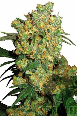 Big Bud Feminizowane, Nasiona Marihuany, Konopi, Cannabis