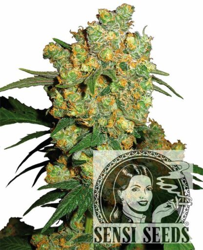 Big Bud Feminizowane, Nasiona Marihuany, Konopi, Cannabis