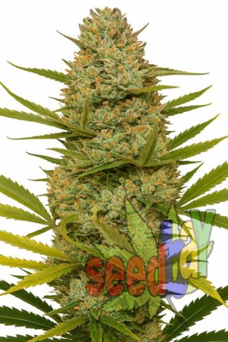 Big Bud Feminizowane, Nasiona Marihuany, Konopi, Cannabis