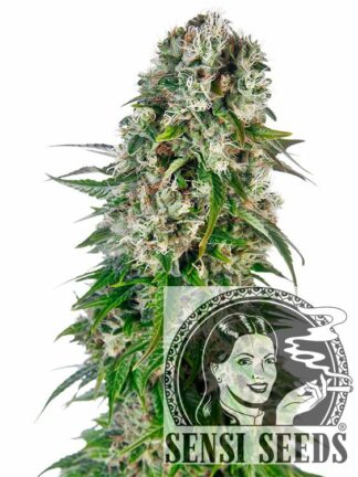 Big Bud Automatic Feminizowane, Nasiona Marihuany, Konopi, Cannabis