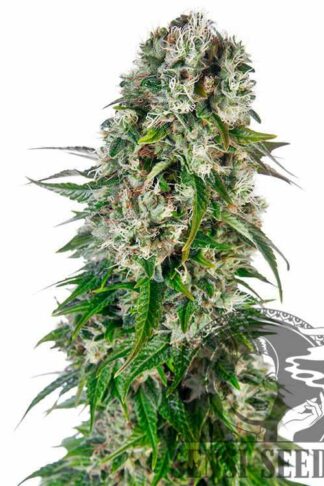 Big Bud Automatic Feminizowane, Nasiona Marihuany, Konopi, Cannabis