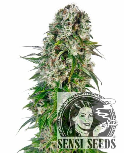 Big Bud Automatic Feminizowane, Nasiona Marihuany, Konopi, Cannabis