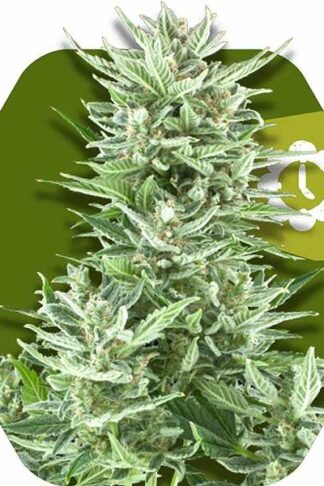 Big Bud XXL Automatic Feminizowane, Nasiona Marihuany, Konopi, Cannabis