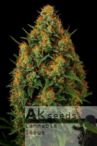Big Devil XXL Automatic Feminizowane, Nasiona Marihuany, Konopi, Cannabis