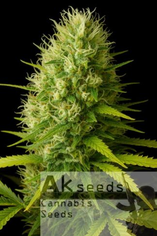 Big Poison Feminizowane, Nasiona Marihuany, Konopi, Cannabis