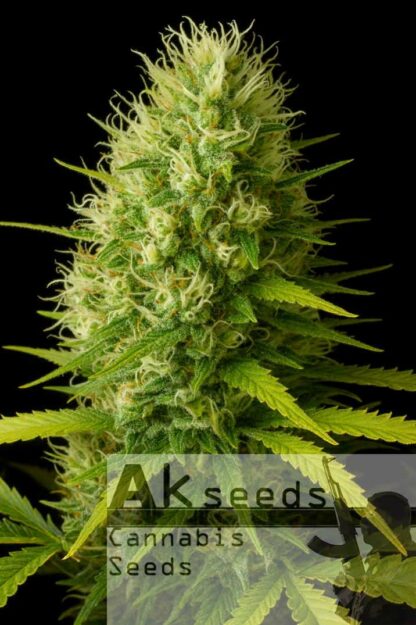 Big Poison Feminizowane, Nasiona Marihuany, Konopi, Cannabis