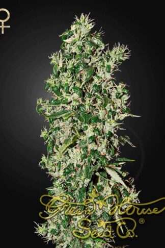 Big Tooth Feminizowane, Nasiona Marihuany, Konopi, Cannabis