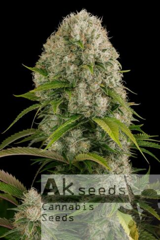 Big White Widow Feminizowane, Nasiona Marihuany, Konopi, Cannabis