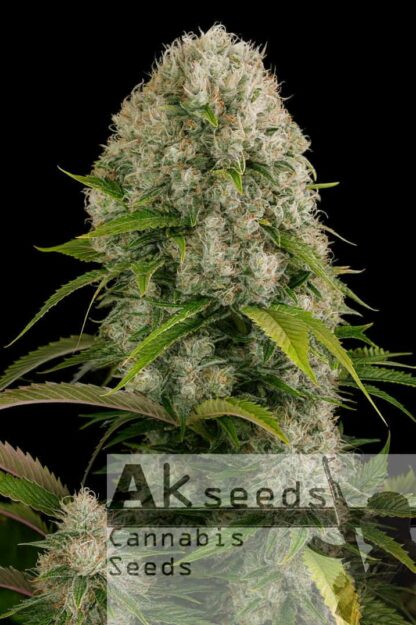 Big White Widow Feminizowane, Nasiona Marihuany, Konopi, Cannabis