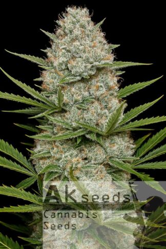 Big White Widow Automatic Feminizowane, Nasiona Marihuany, Konopi, Cannabis