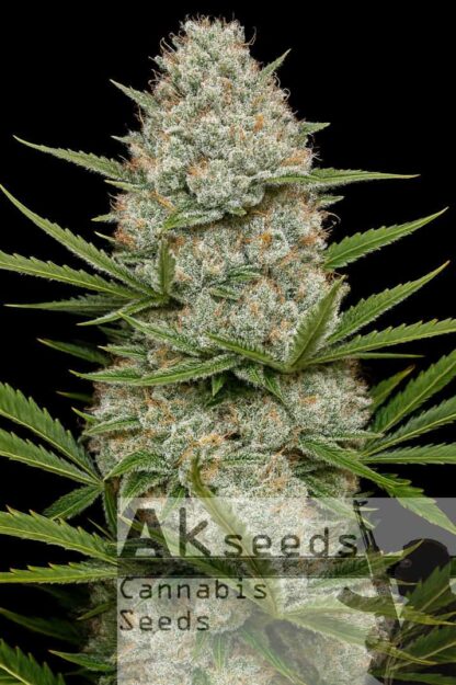 Big White Widow Automatic Feminizowane, Nasiona Marihuany, Konopi, Cannabis