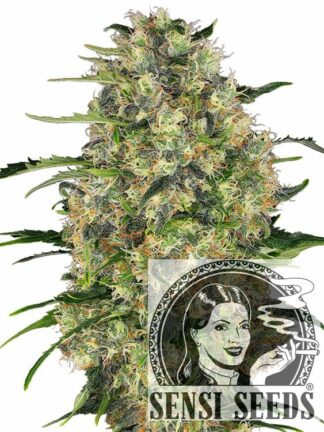 Black Domina Feminizowane, Nasiona Marihuany, Konopi, Cannabis