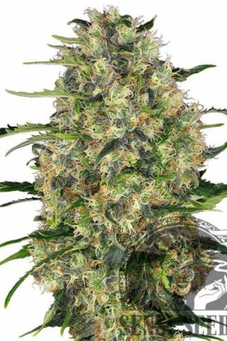 Black Domina Feminizowane, Nasiona Marihuany, Konopi, Cannabis