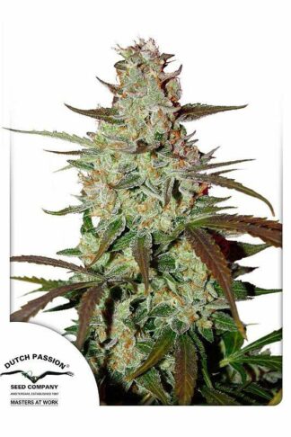 Blue Auto Mazar Feminizowane, Nasiona Marihuany, Konopi, Cannabis