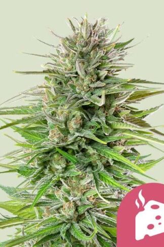 Blue Cheese Feminizowane, Nasiona Marihuany, Konopi, Cannabis