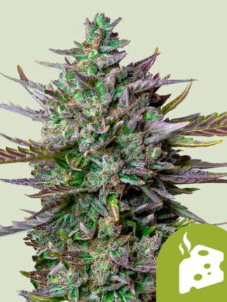 Blue Cheese Automatic Feminizowane, Nasiona Marihuany, Konopi, Cannabis