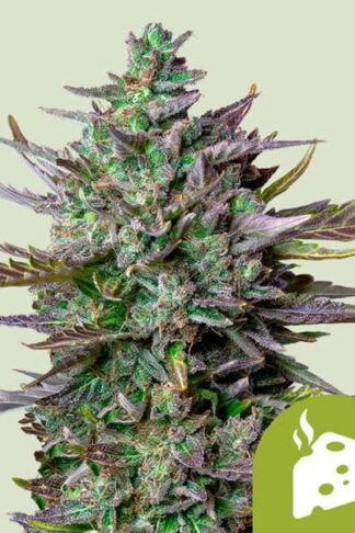 Blue Cheese Automatic Feminizowane, Nasiona Marihuany, Konopi, Cannabis