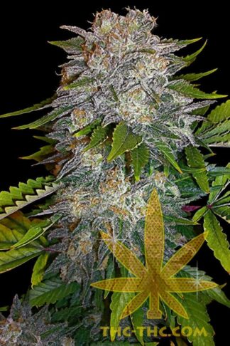 Blue Cookies Feminizowane, Nasiona Marihuany, Konopi, Cannabis