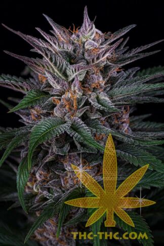 Blue Cookies Automatic Feminizowane, Nasiona Marihuany, Konopi, Cannabis