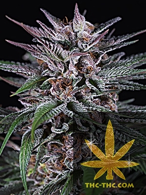 Blue Cookies Automatic Feminizowane, Nasiona Marihuany, Konopi, Cannabis