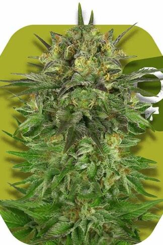 Blue Dream Feminizowane, Nasiona Marihuany, Konopi, Cannabis