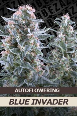 Blue Invader Automatic Feminizowane, Nasiona Marihuany, Konopi, Cannabis