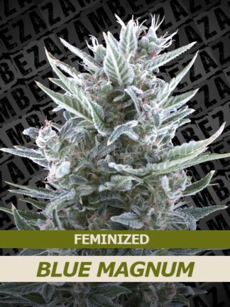 Blue Magnum Feminizowane, Nasiona Marihuany, Konopi, Cannabis