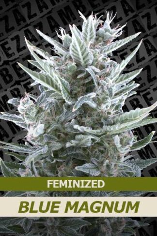 Blue Magnum Feminizowane, Nasiona Marihuany, Konopi, Cannabis
